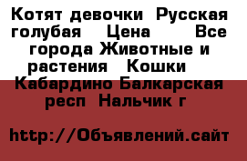 Котят девочки “Русская голубая“ › Цена ­ 0 - Все города Животные и растения » Кошки   . Кабардино-Балкарская респ.,Нальчик г.